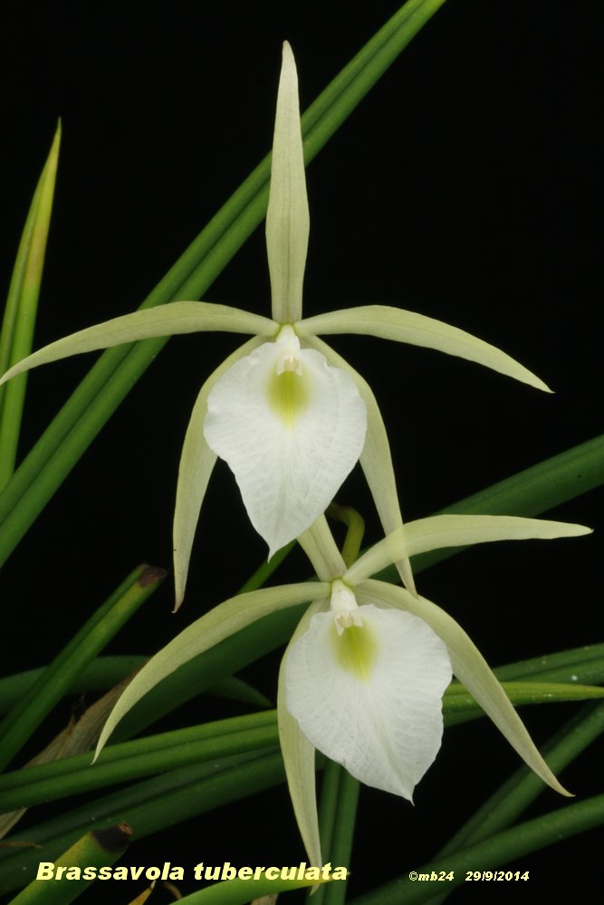 Brassavola tuberculata Brassa11