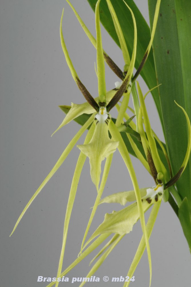 Brassia pumila Brassi25