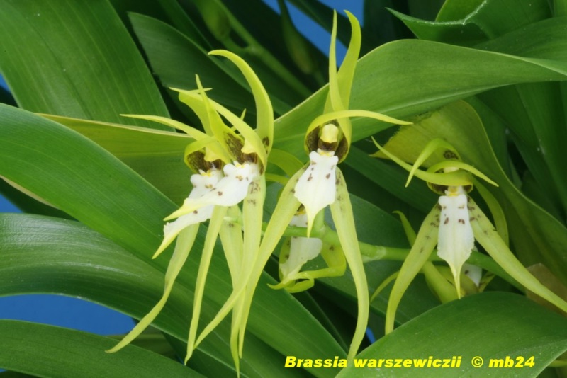 Brassia warszewiczii Brassi31