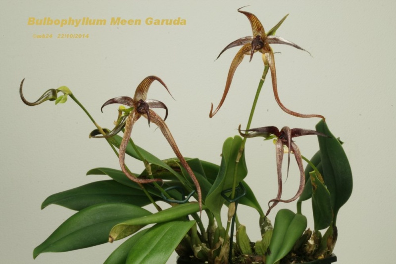 Bulbophyllum Meen Garuda (lasiochilum x echinolabium) Bulbbo10