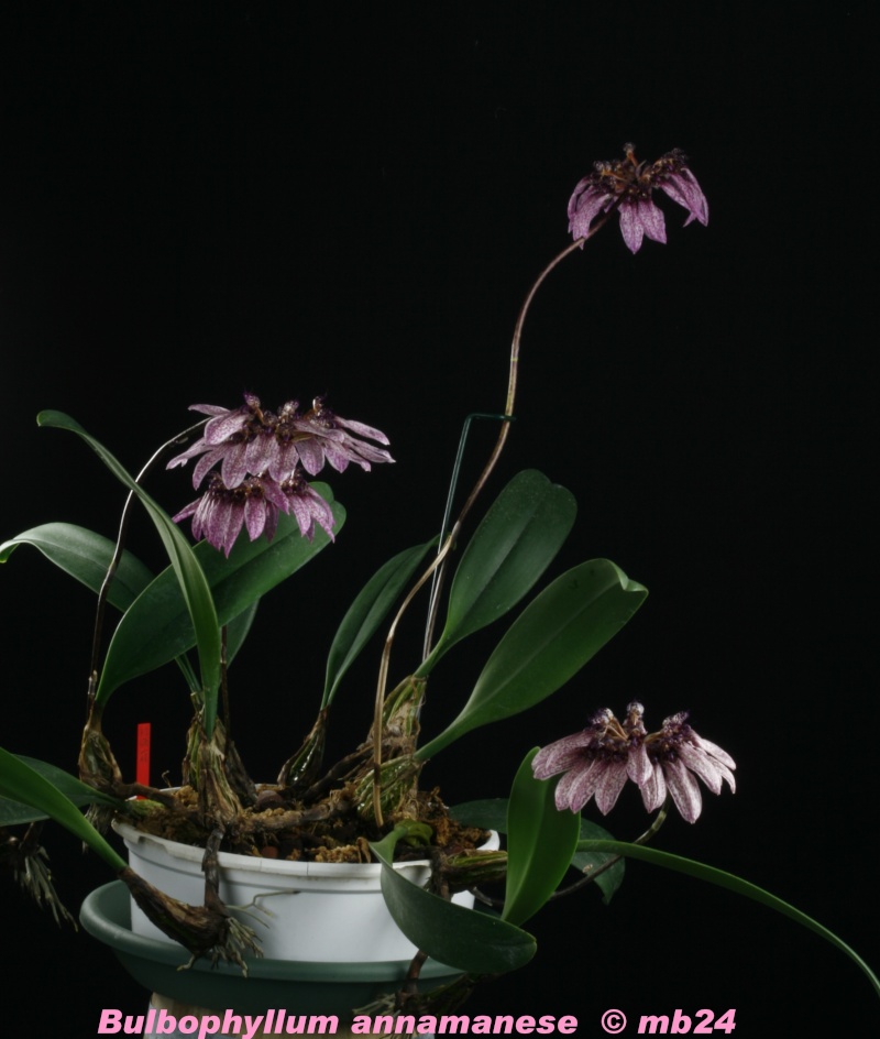 Bulbophyllum annamense Bulbop10