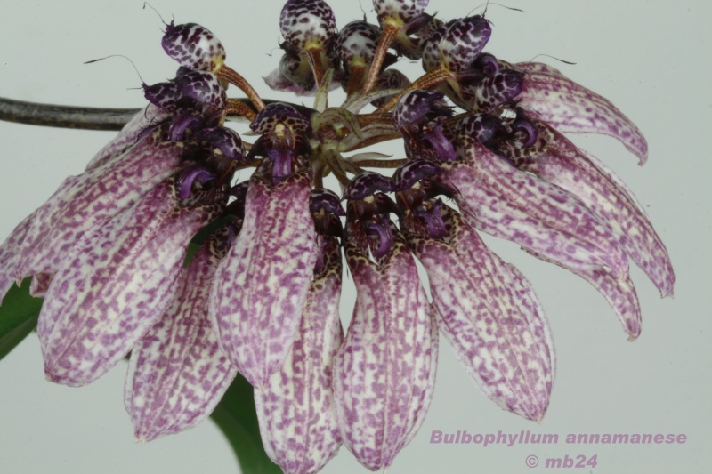 Bulbophyllum annamense Bulbop11