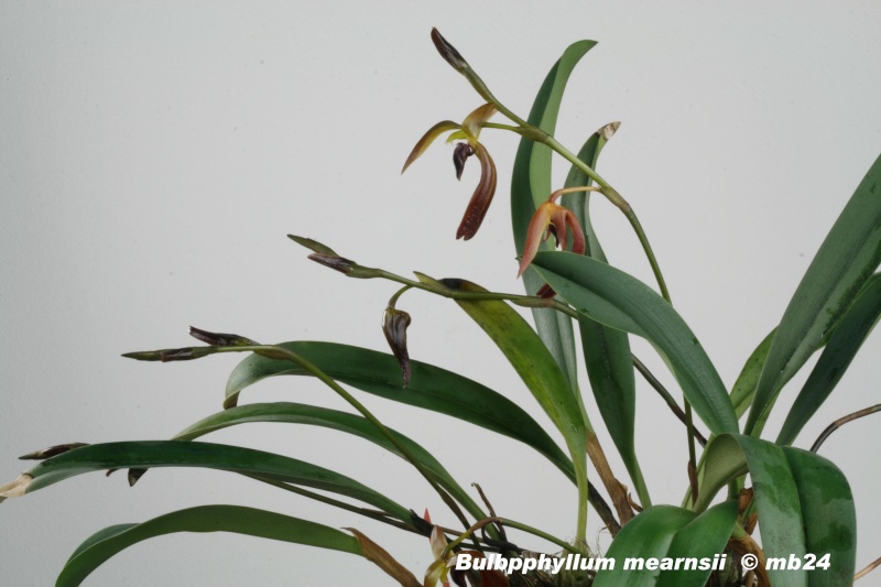 Bulbophyllum mearnsii Bulbop15