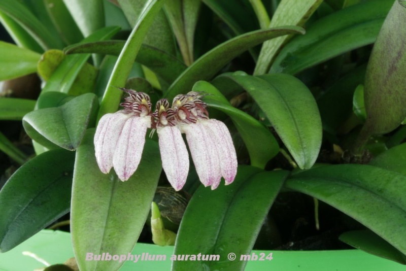 Bulbophyllum auratum Bulbop19