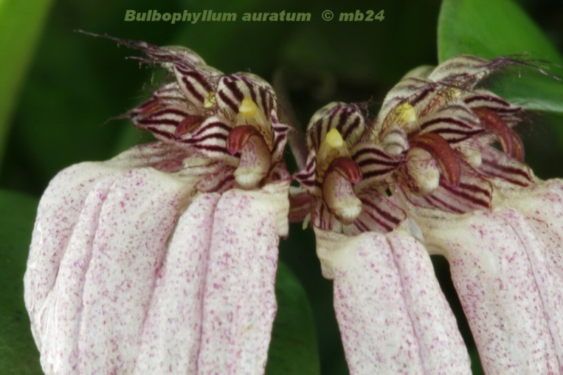 Bulbophyllum auratum Bulbop20