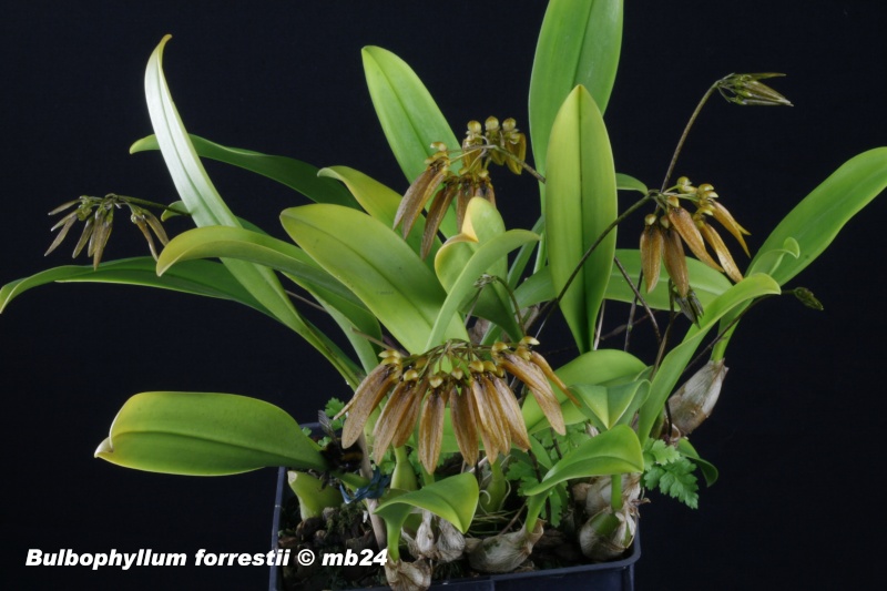 Bulbophyllum forrestii Bulbop21