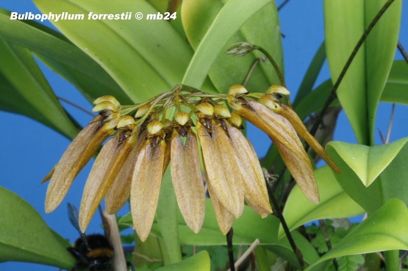 Bulbophyllum forrestii Bulbop22