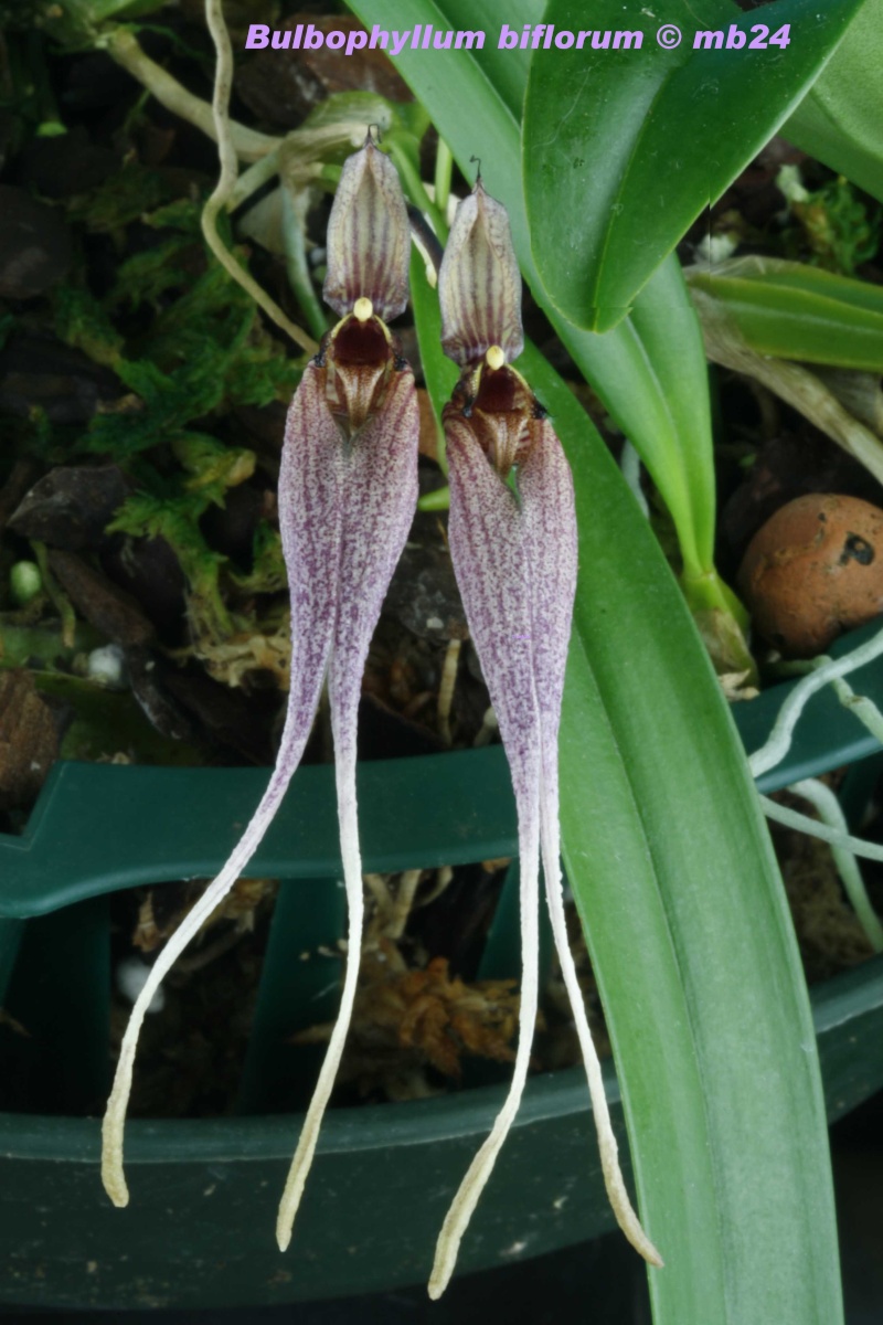 Bulbophyllum biflorum Bulbop26