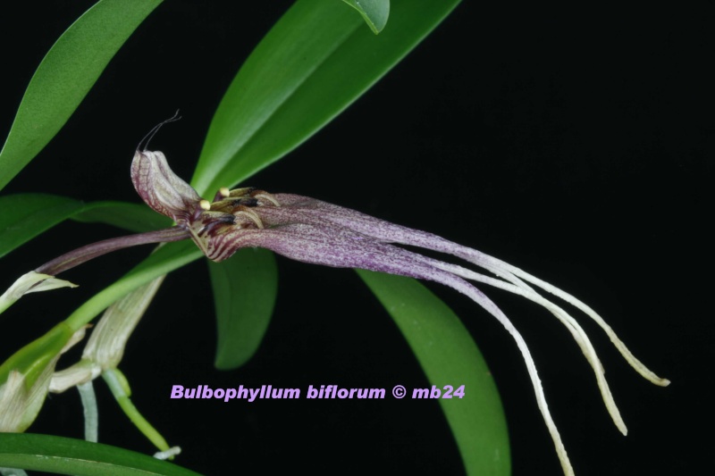 Bulbophyllum biflorum Bulbop27
