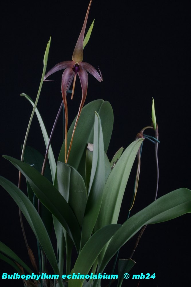 Bulbophyllum echinolabium Bulbop33