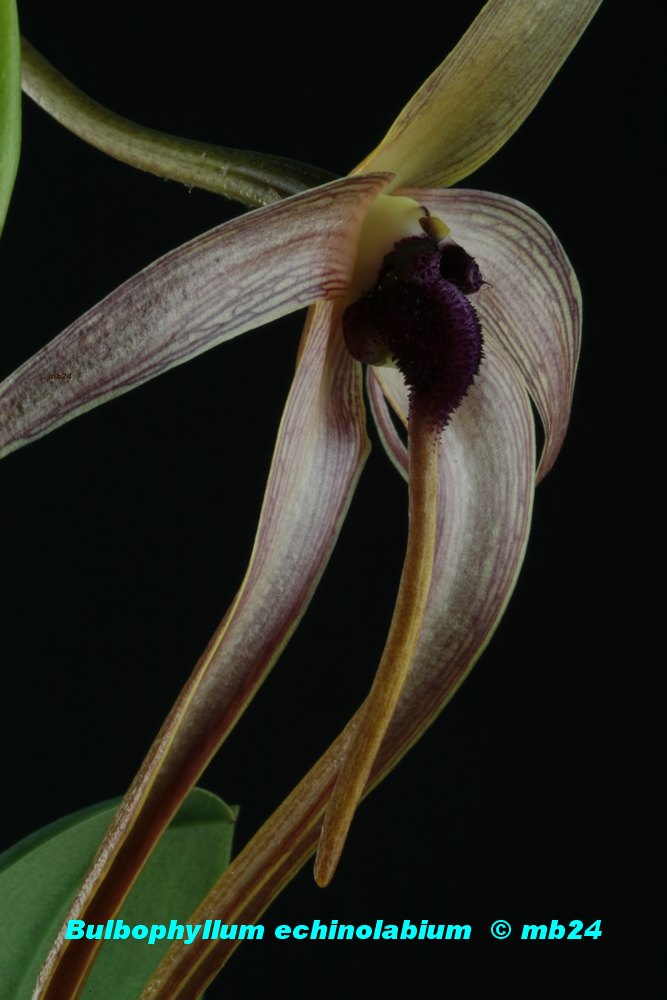 Bulbophyllum echinolabium Bulbop35