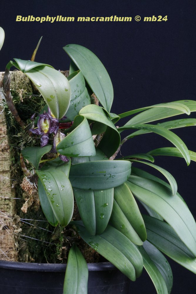 Bulbophyllum macranthum Bulbop36
