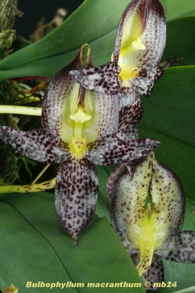 Bulbophyllum macranthum Bulbop38