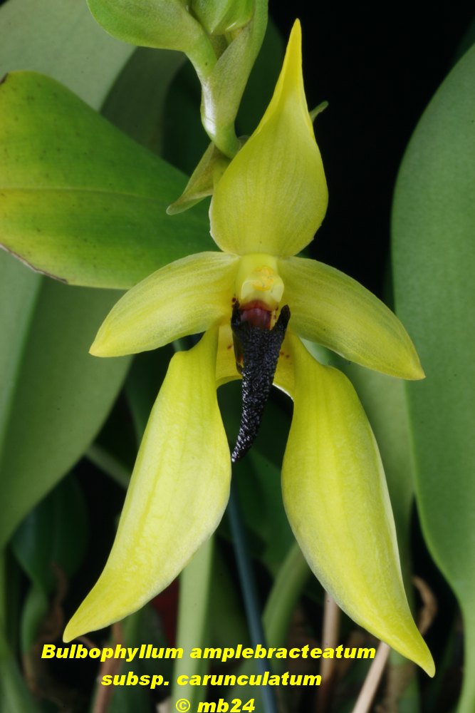 Bulbophyllum amplebracteatum ssp carunculatum Bulbop42