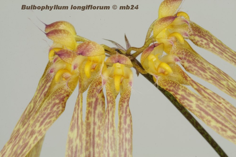 Bulbophyllum longiflorum Bulbop46