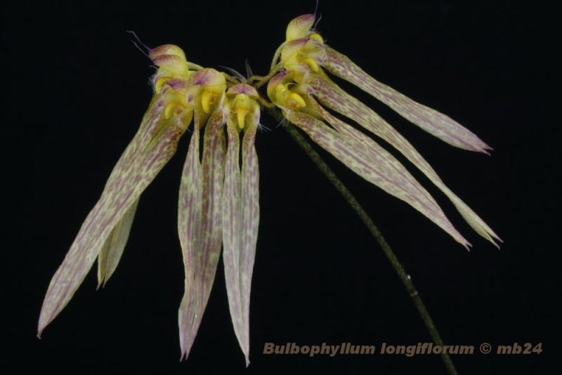 Bulbophyllum longiflorum Bulbop47