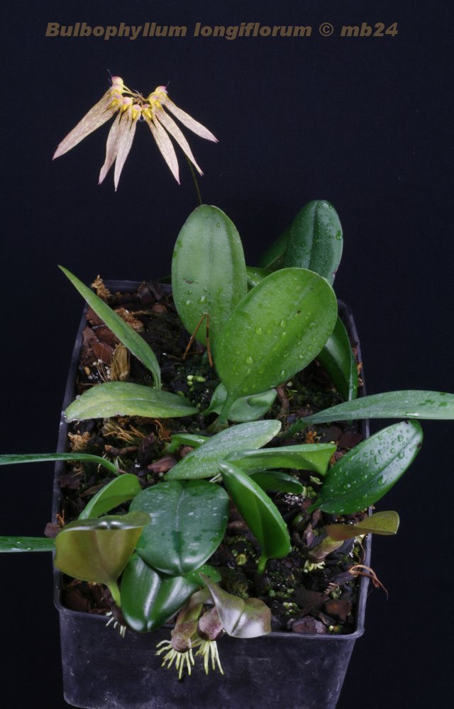 Bulbophyllum longiflorum Bulbop48