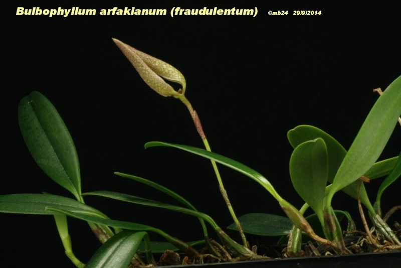 Bulbophyllum arfakianum (fraudulentum) Bulbop58