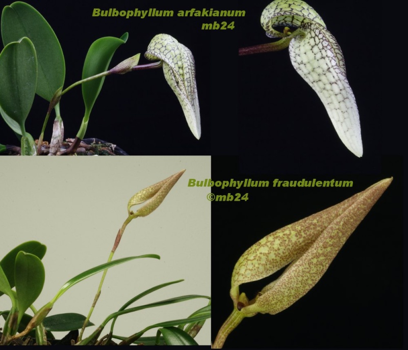 Bulbophyllum arfakianum (fraudulentum) Bulbop64
