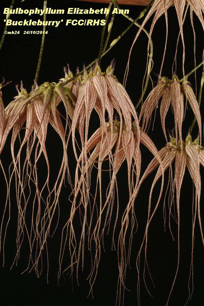 Bulbophyllum Elizabeth Ann 'Bucklebury' FCC-RHS (rothschildianum x longissimum) Bulbop70