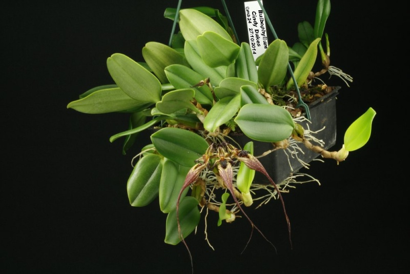 Bulbophyllum Cindy Dukes (rothschildianum x putidum) Bulbop72