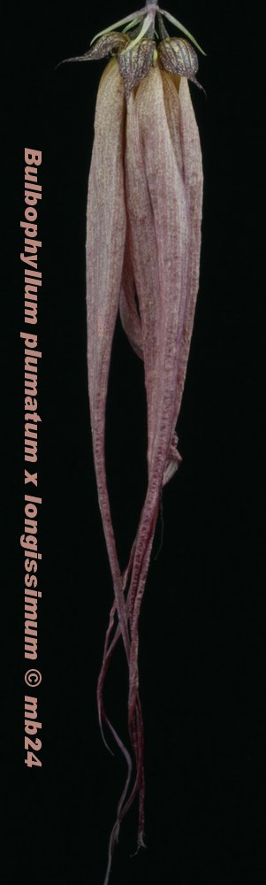 Bulbophyllum plumatum x longissimum Bulbpp11