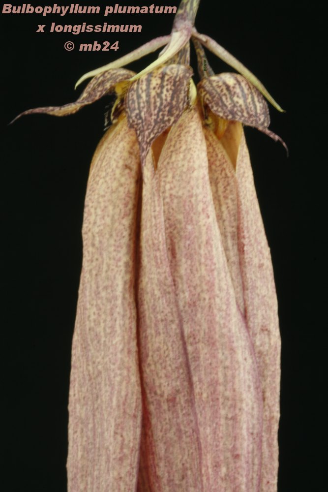 Bulbophyllum plumatum x longissimum Bulbpp12