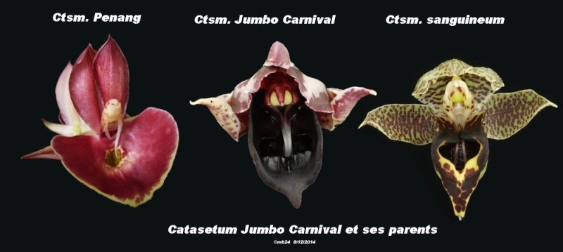 Catasetum Jumbo Carnival Catas147