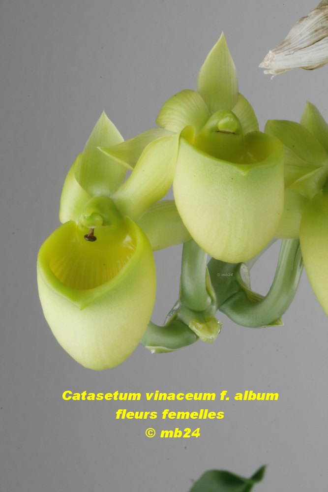 Catasetum vinaceum f. album Catase26