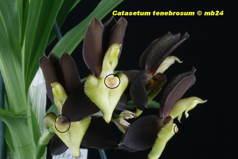Catasetum tenebrosum Catase27