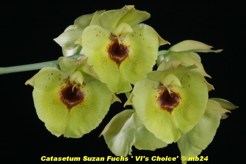 Catasetum Suzan Fuchs "VI's Choice" Catase38