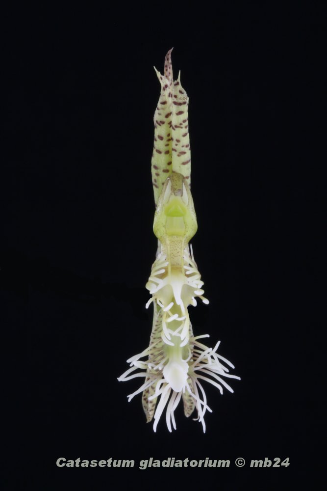 Catasetum gladiatorium Catase41