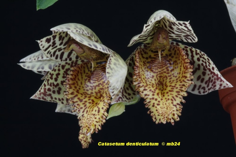 Catasetum denticulatum Catase47