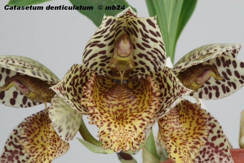 Catasetum denticulatum Catase48