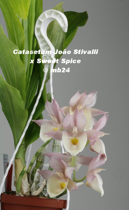 Catasetum Joao Stivalli x Sweet Spice Catase56