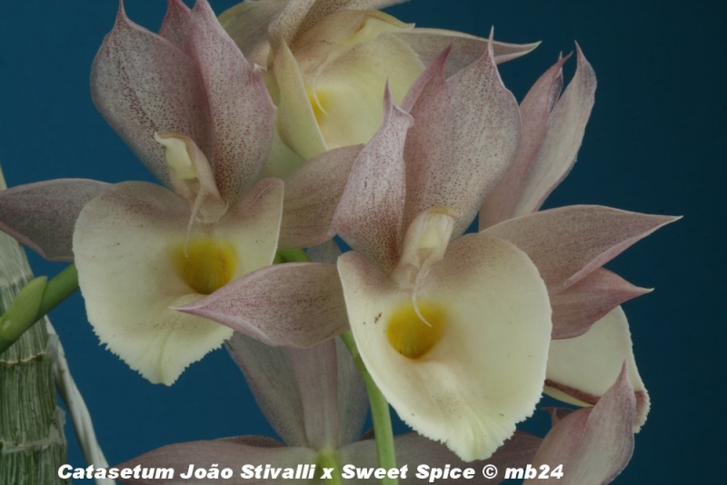 Catasetum Joao Stivalli x Sweet Spice Catase57