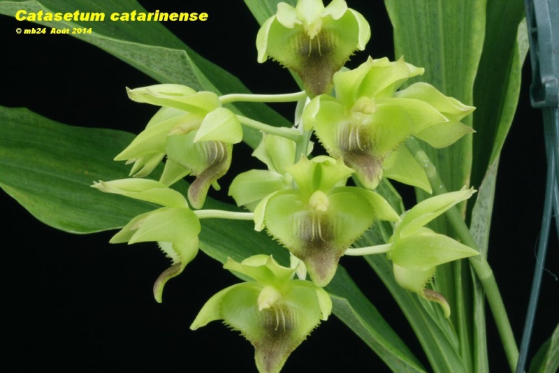 Catasetum catarinense Catase67