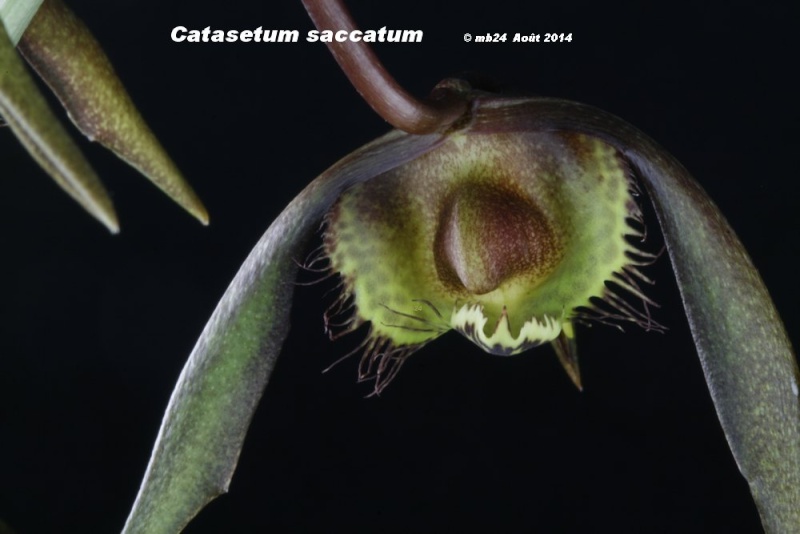 Catasetum saccatum Catase74