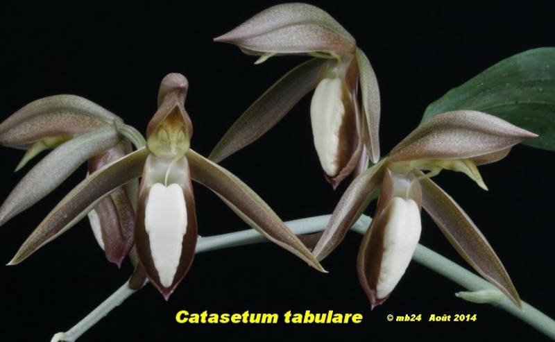 Catasetum tabulare Catase81