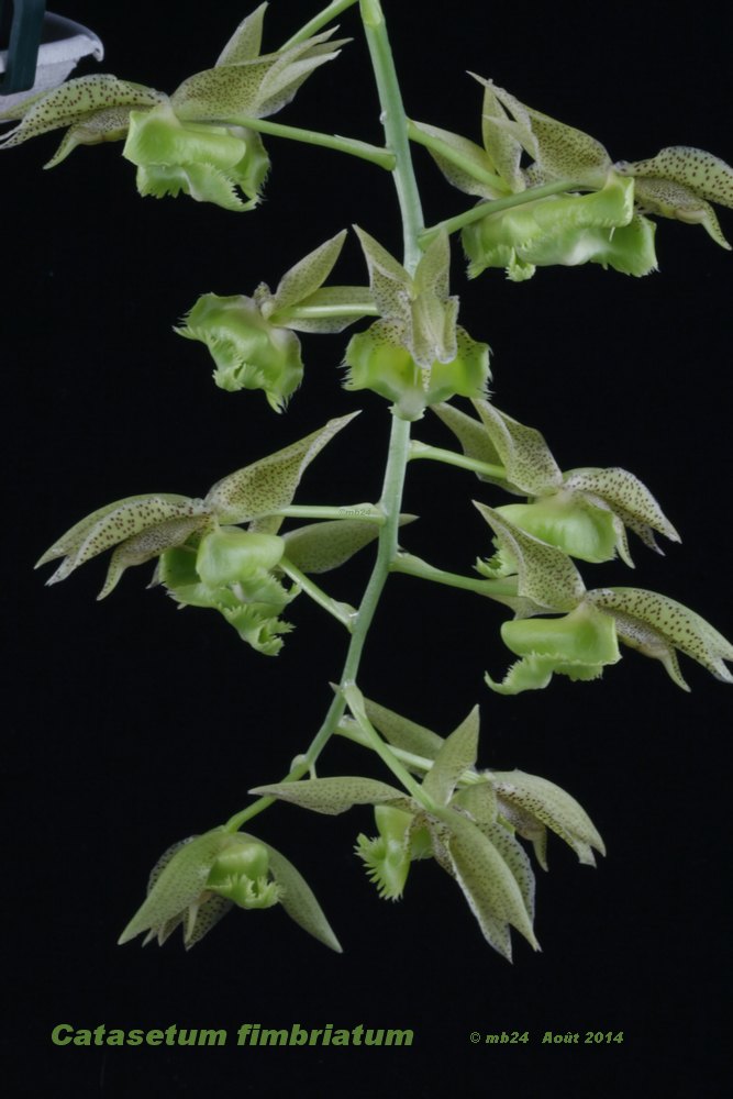Catasetum fimbriatum Catase84
