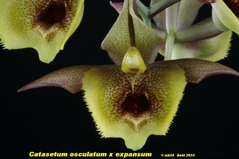 Catasetum osculatum x expansum Catase87
