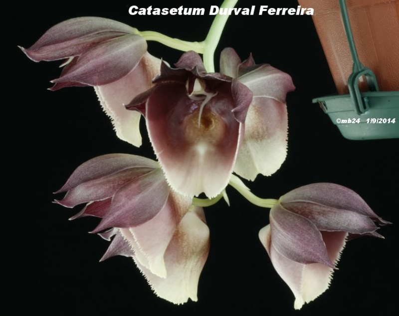 Catasetum Durval Feirreira Catase90