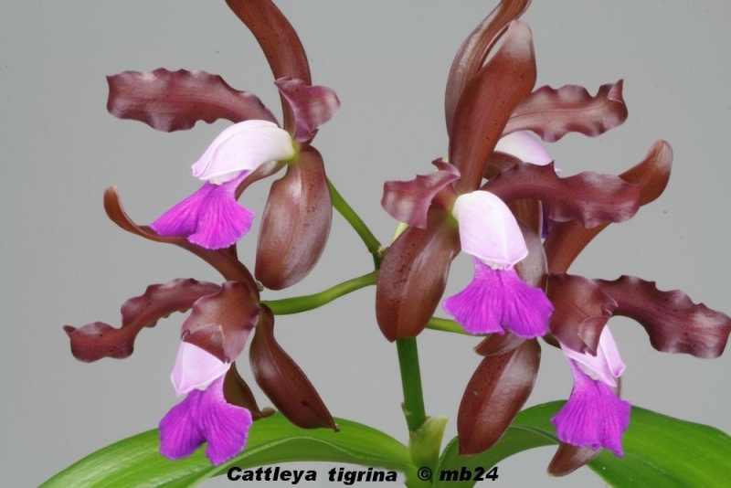 Cattleya tigrina Cattle22