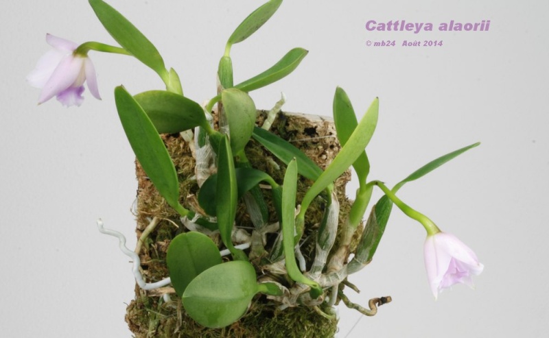 Cattleya alaorii Cattle24