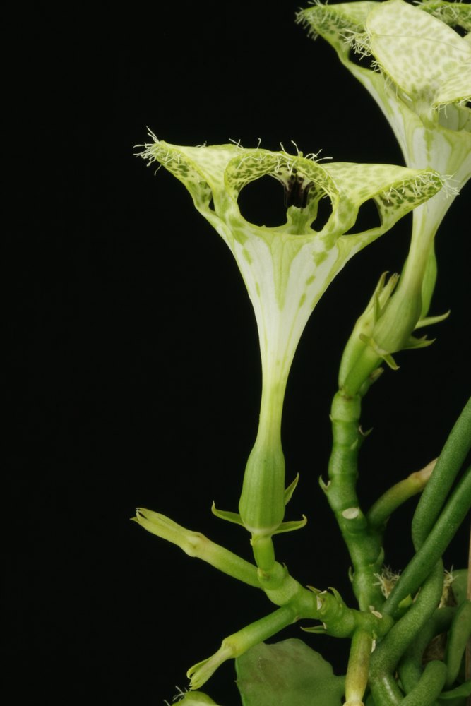 Ceropegia sandersonii Cerope11