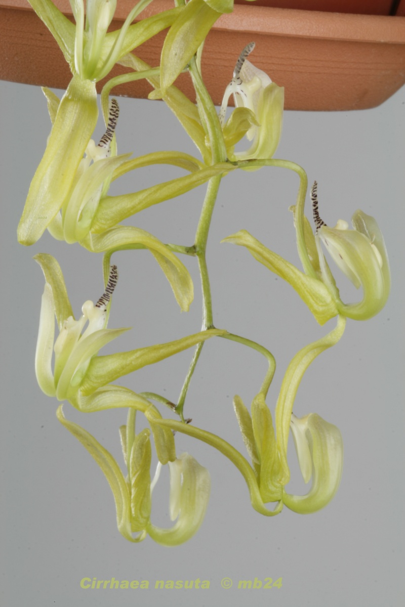 Cirrhaea nasuta Cirrha10