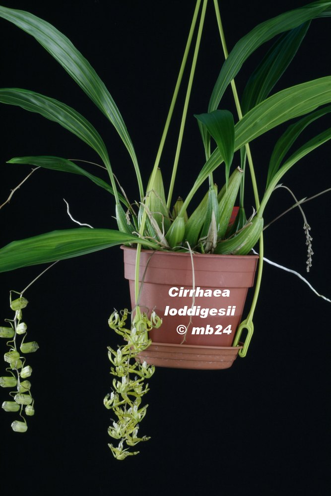 Cirrhaea loddigesii Cirrha19