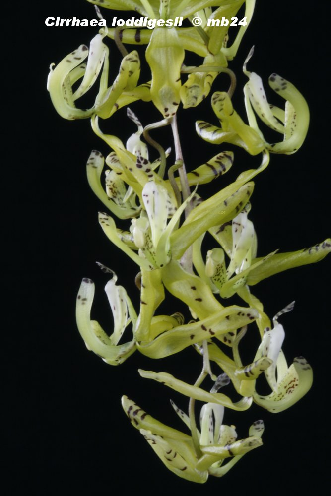Cirrhaea loddigesii Cirrha20
