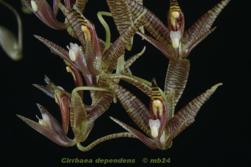 Cirrhaea dependens Cirrha23