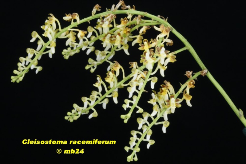 Cleisostoma racemiferum Cleiso11